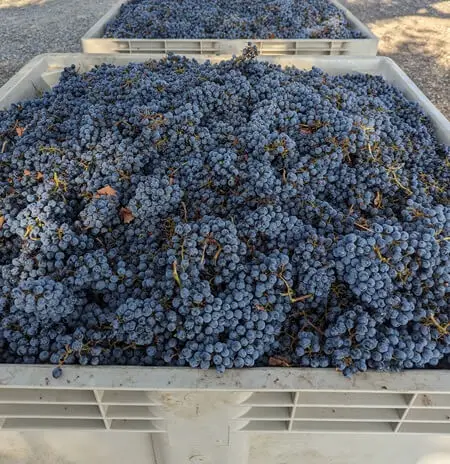 are wine grapes edible - grape bin