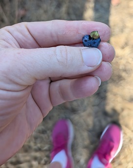 cabernet wine grape seed - are wine grapes edible