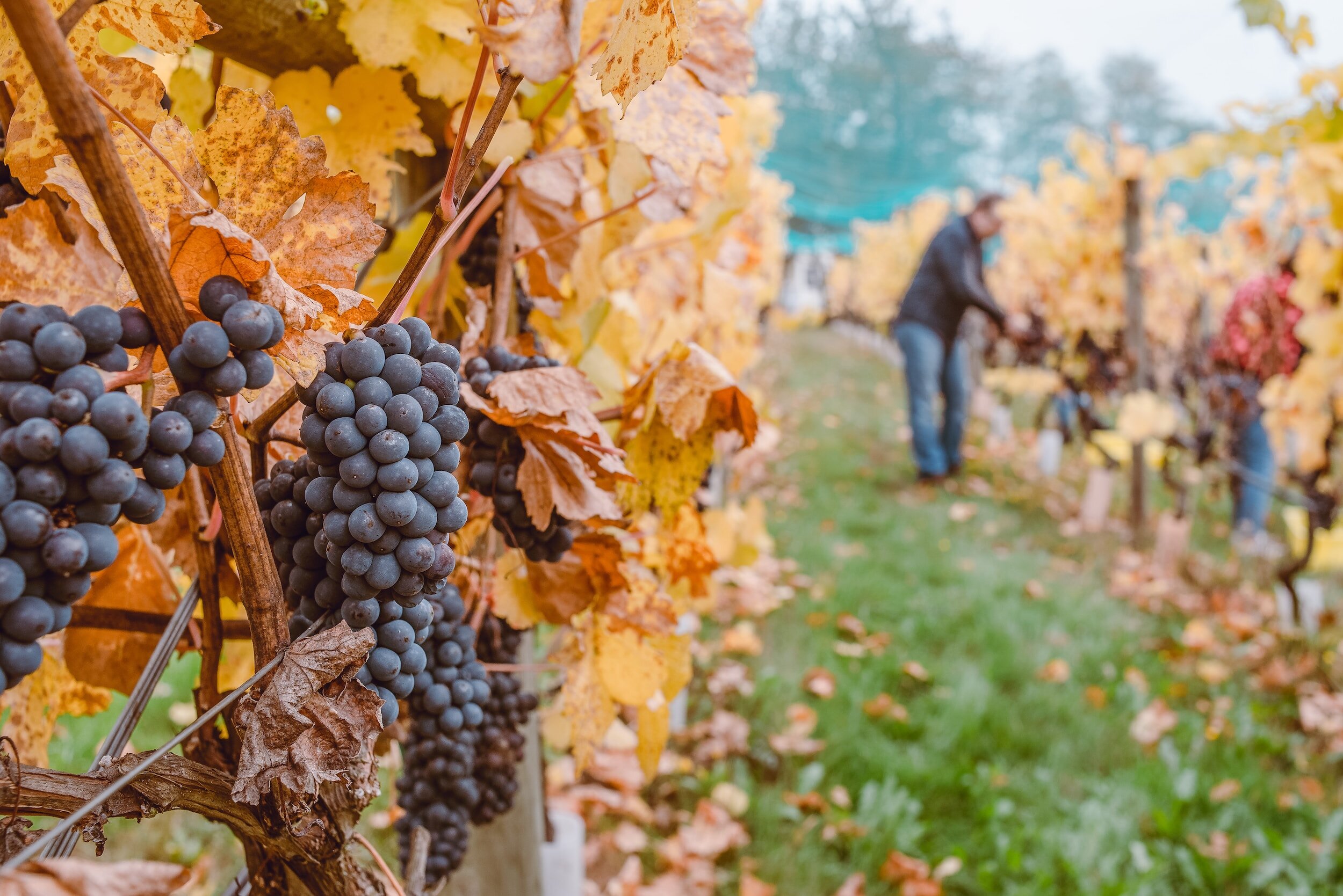 sangiovese versus merlot - vineyard