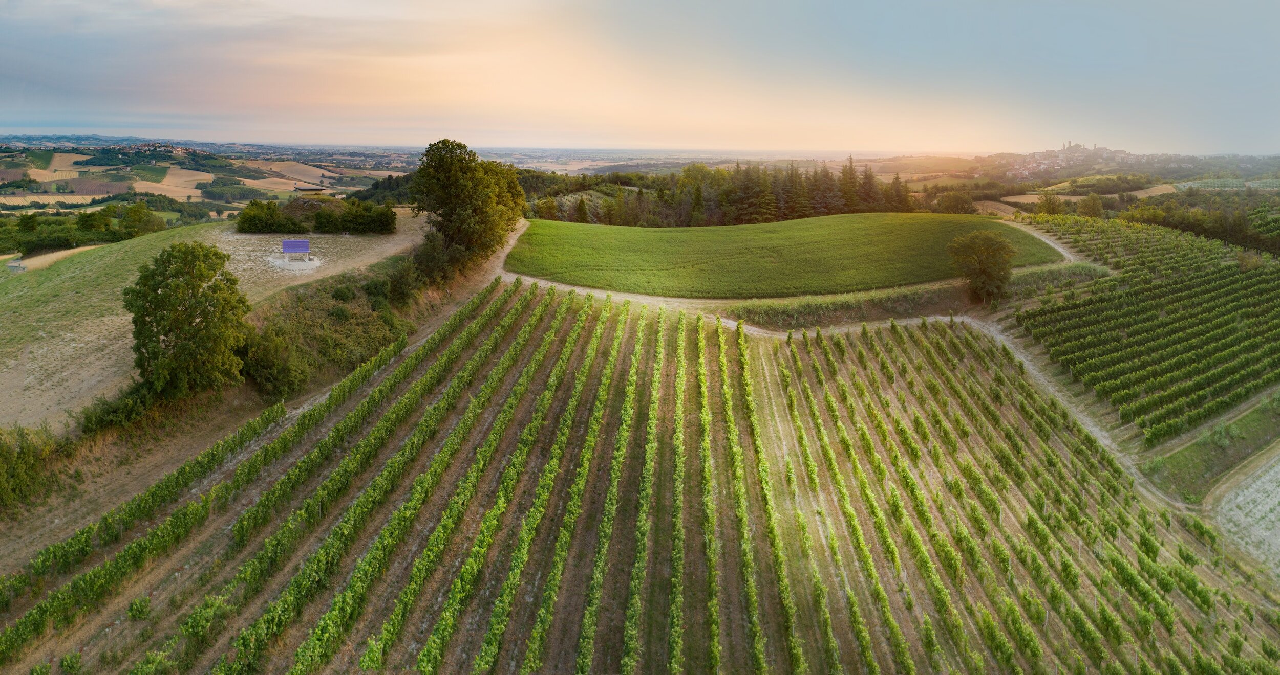 nebbiolo vs barbera - wine comparison, vineyard