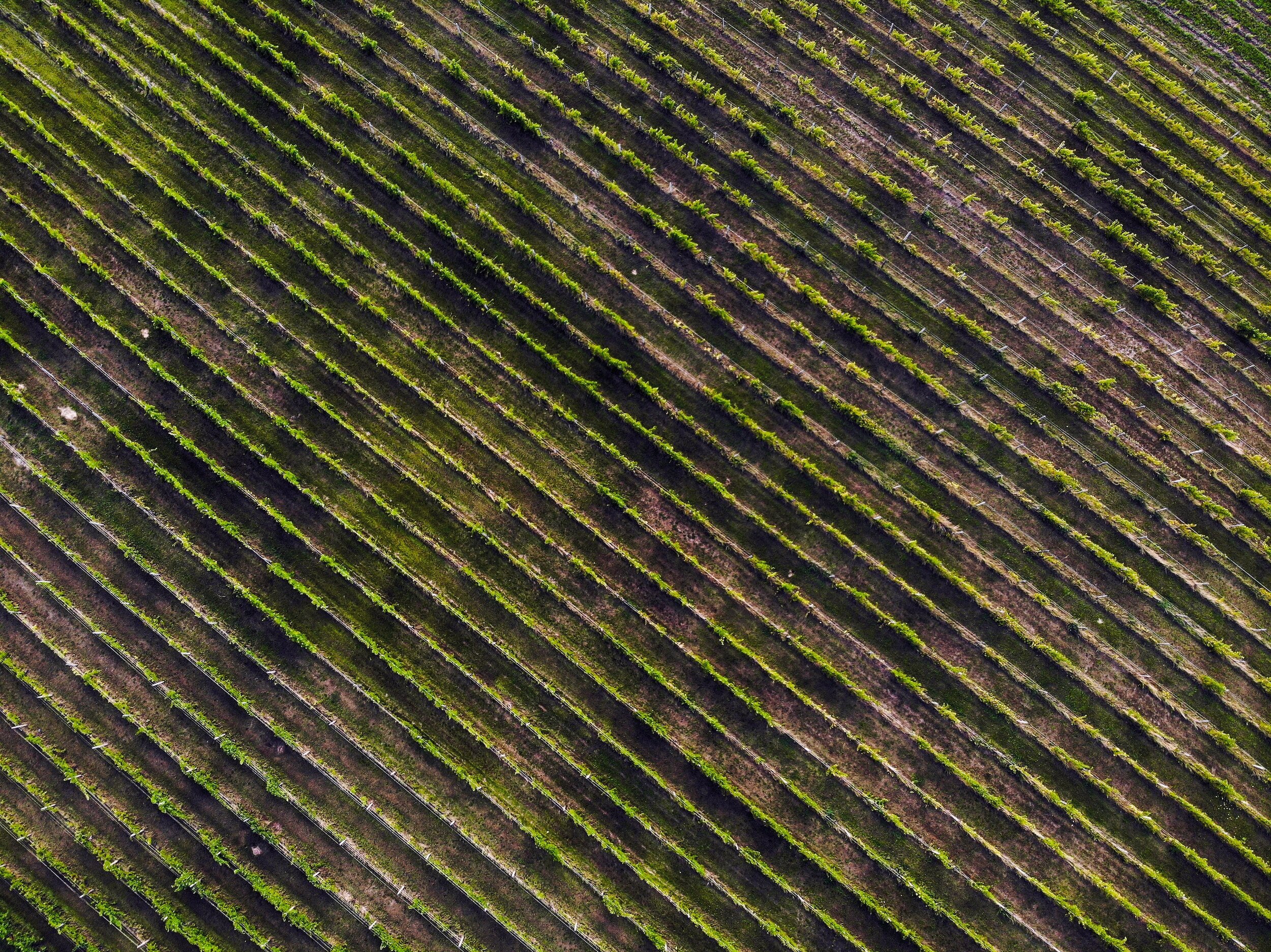 sangiovese versus zinfandel - vineyard