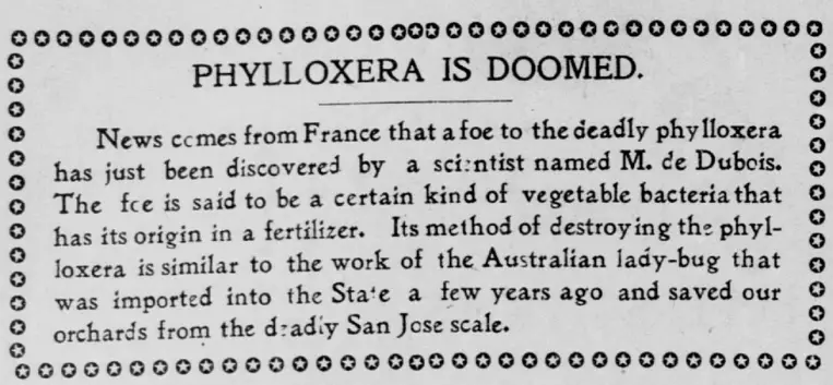 An 1898 San Francisco newspaper announcement stating that a bacteria application will cure phylloxera. Before grafting became widely accepted, purported phylloxera cures were akin to snake oil, every salesman had a solution.