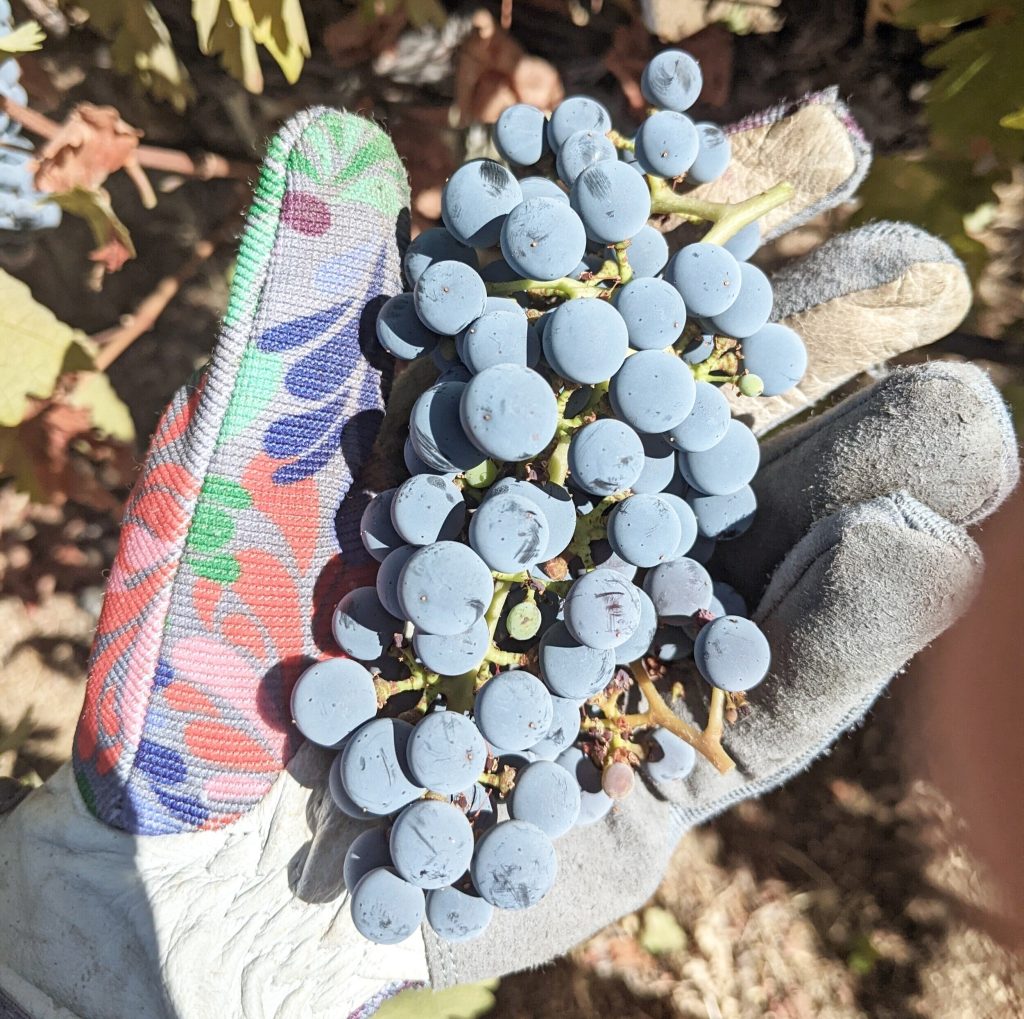 what is veraision - holding cabernet grapes