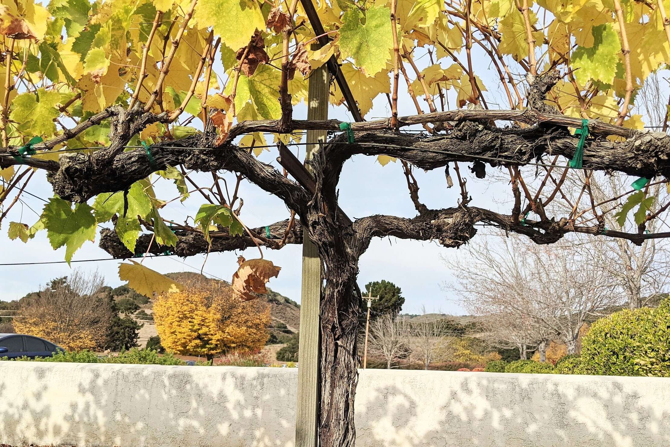 Divided Canopy Trellis System: Folktale Winery, Carmel Valley, CA - blog introduction