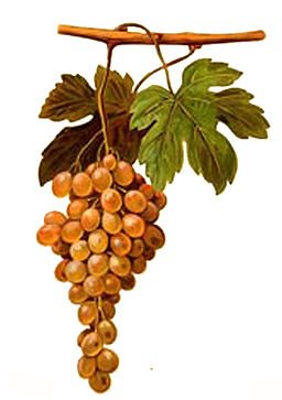 Pedro Ximénez Grapes