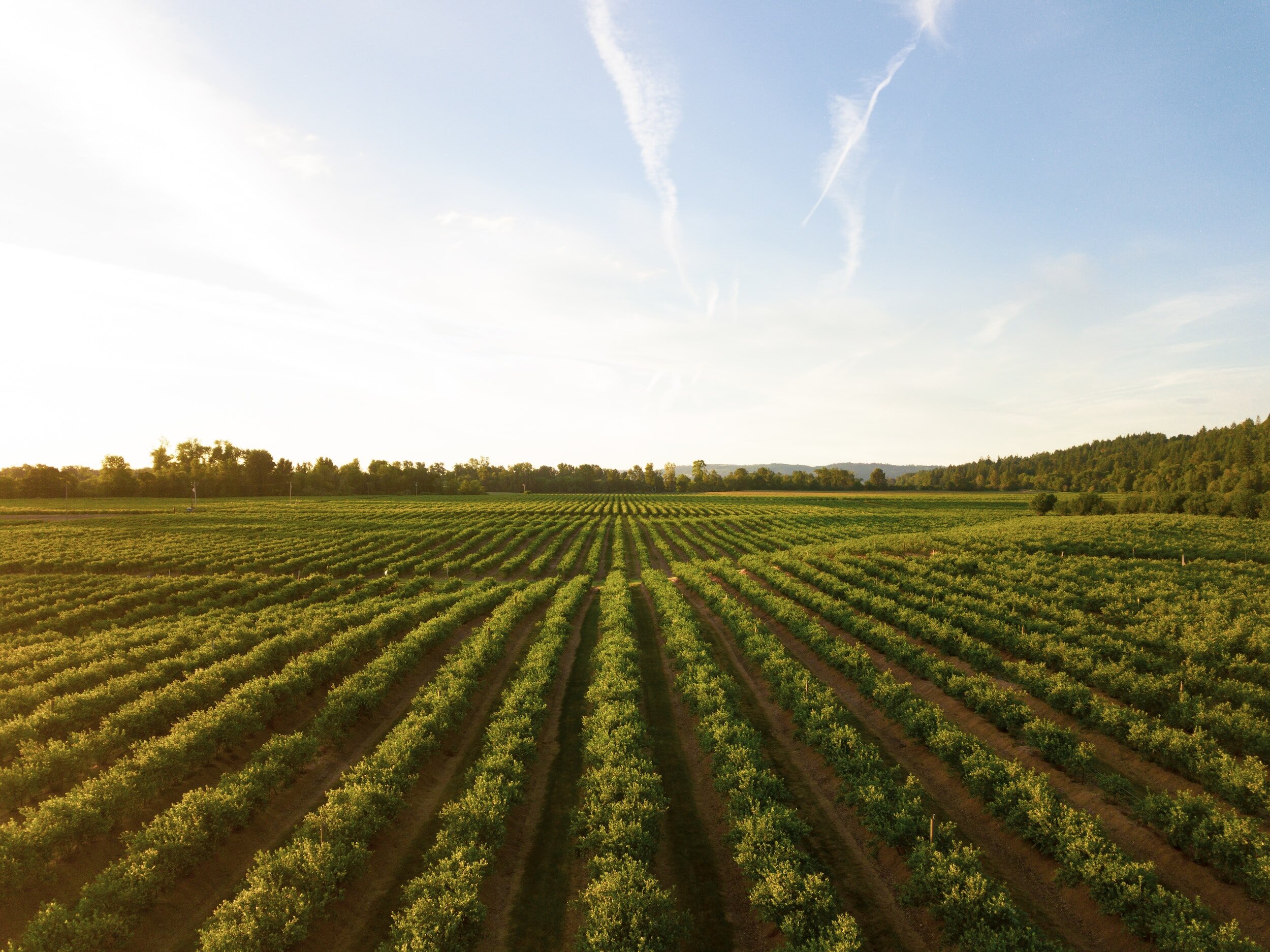 cabernet sauvignon vs cabernet franc - vineyard