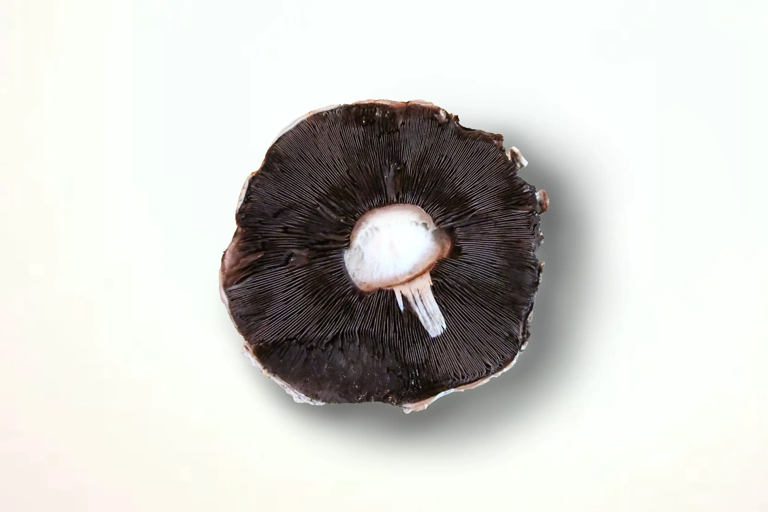portobello mushroom - Barolo pairing ideas