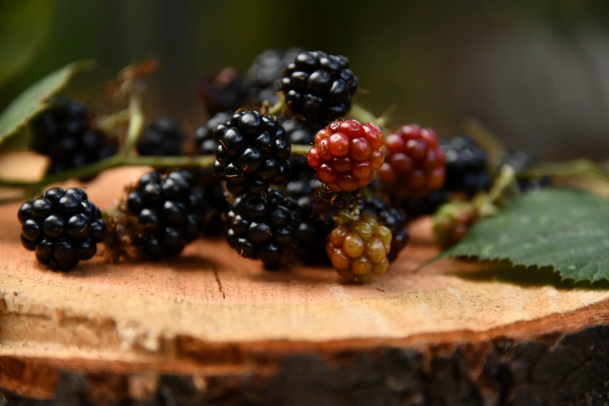syrah wine guide - blackberries