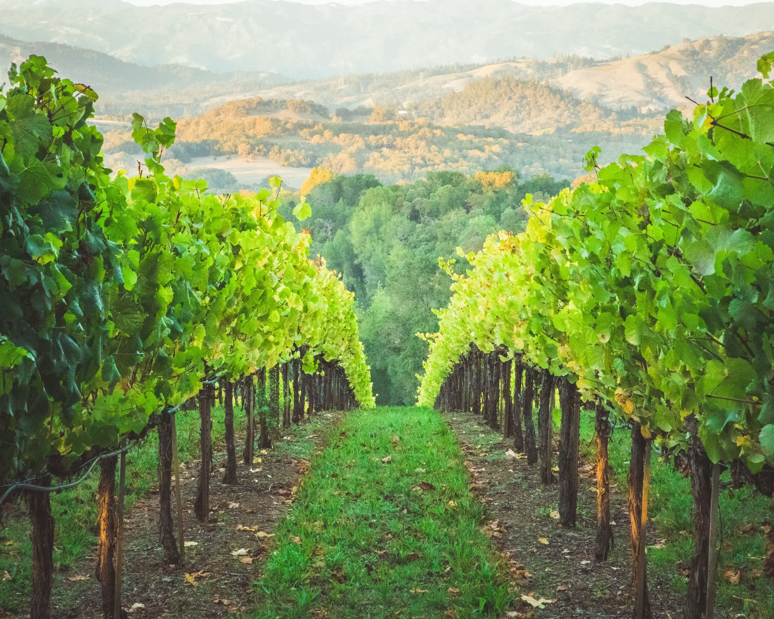 cabernet sauvignon vs chardonnay - vineyard