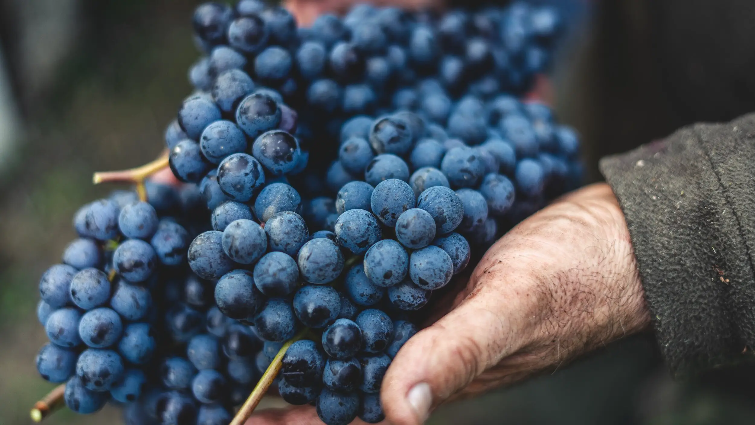 caberent sauvignon or cabernet franc - red grapes