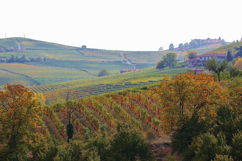 what's nebbiolo - vineyard