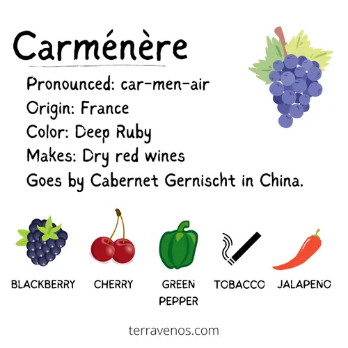 what does caremnere wine taste like? Caremenere vs merlot