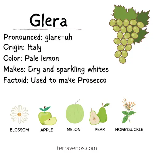 moscato or prosecco - Glera wine profile 