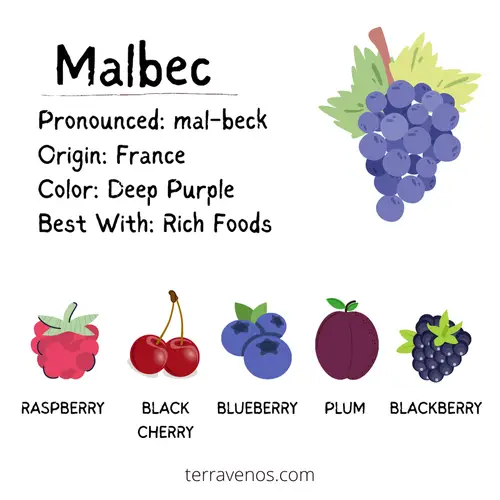 tempranillo vs malbec - malbec wine profile infographic