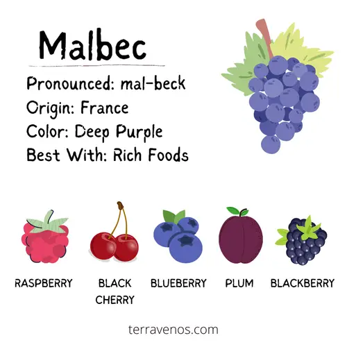 malbec wine profile infographic- best casual red drinking wine