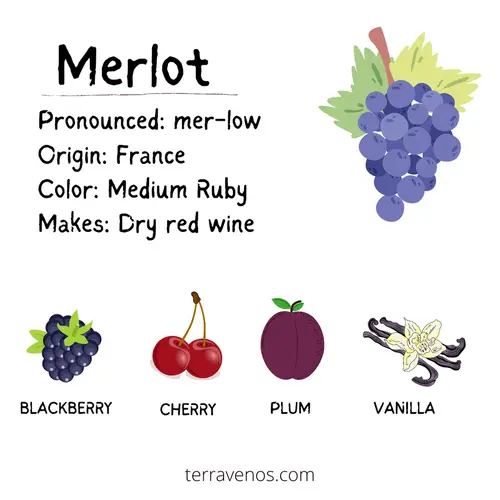 Merlot wine profile infographic - what does merlot taste like - merlot vs tannat