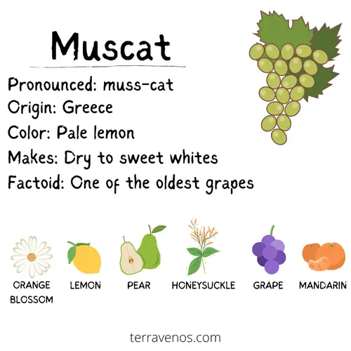 fortified vs unfortified - muscat wine profile infographic