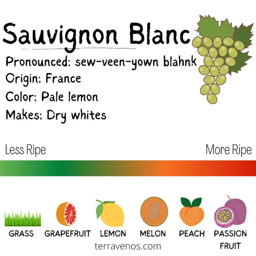 vermentino vs sauvignon blanc - what's sauvignon blanc wine taste like infographic