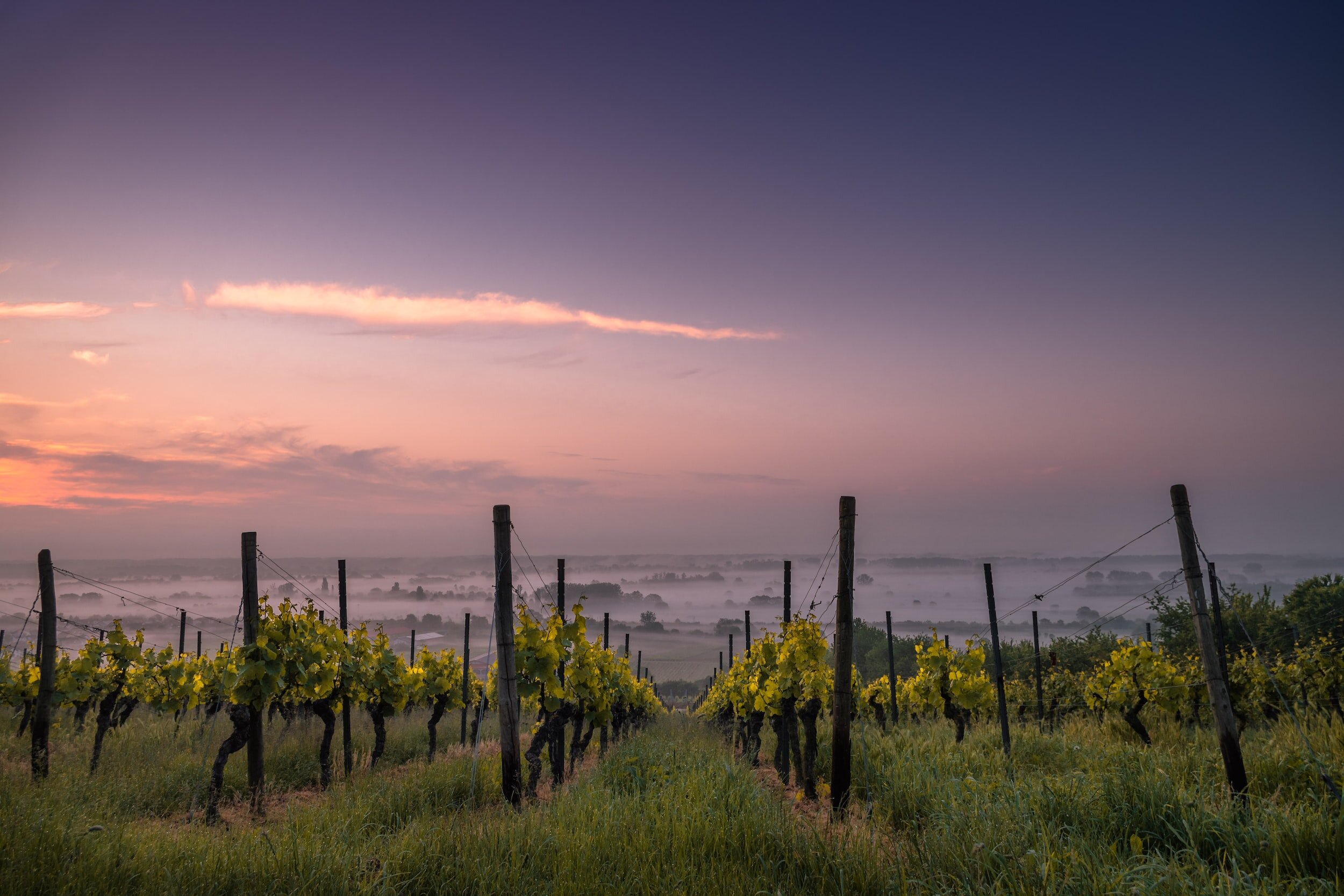 cabernet franc guide - vineyard