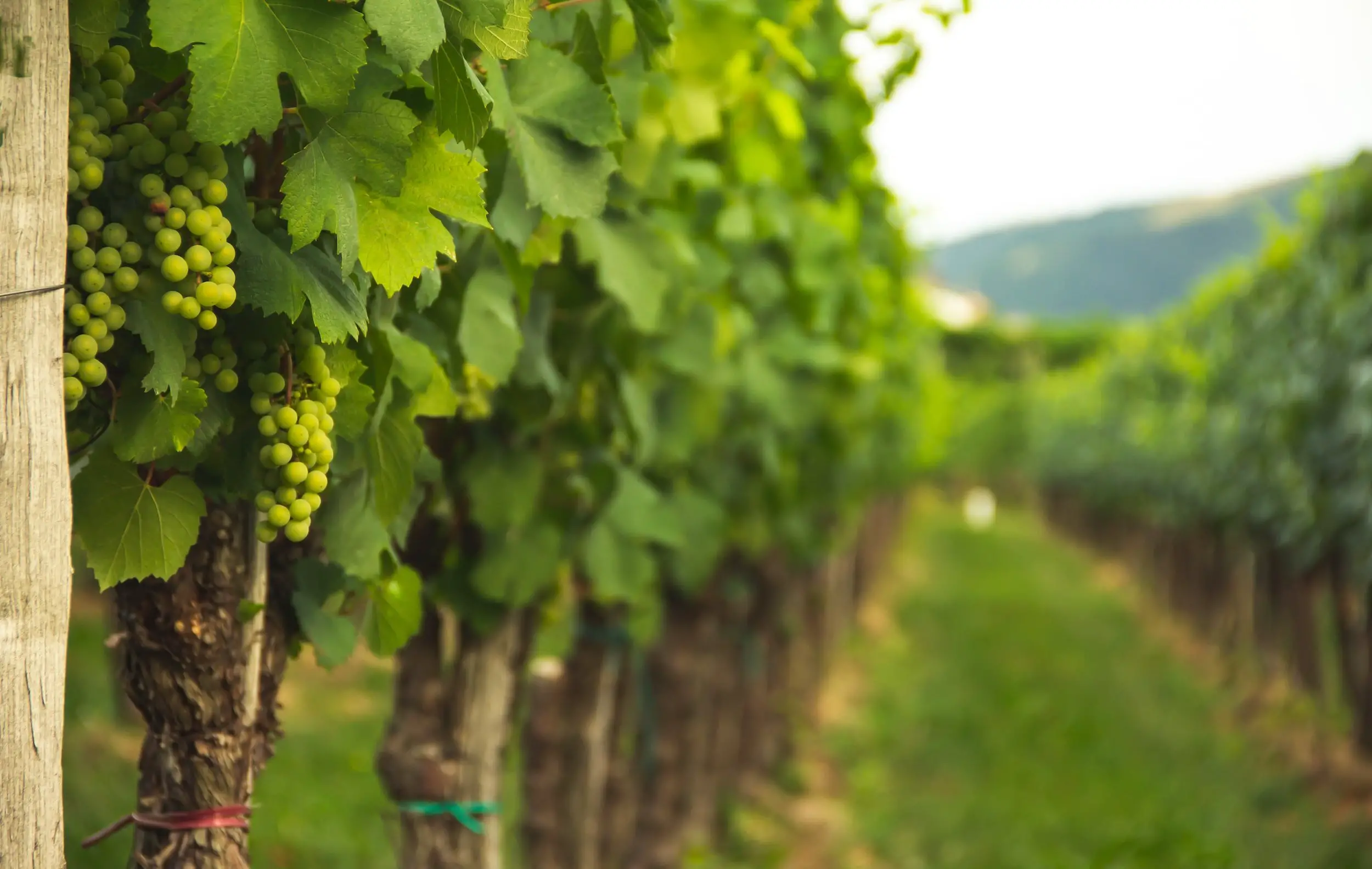 difference between pinot grigio and vermentino - vineyard