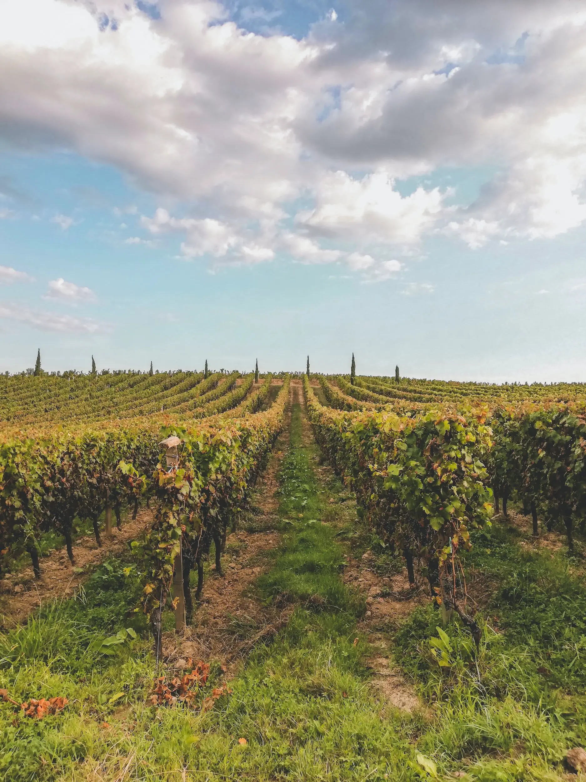what makes a wine a bordeaux - bordeaux vineyard