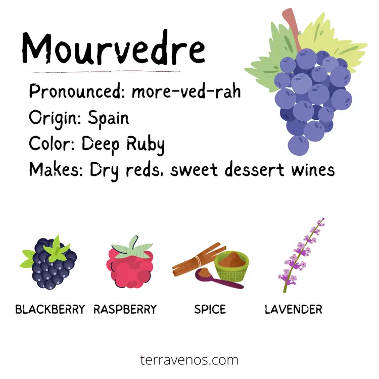 mourvedre wine guide - mourvedre wine infographic profile