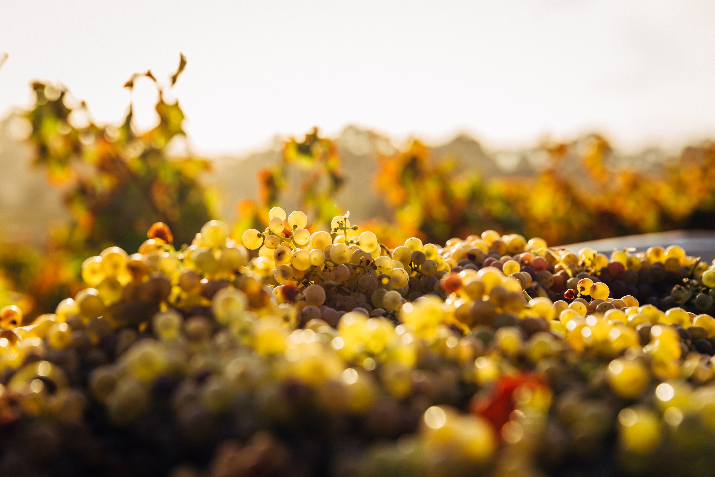 albarino or pinot grigio - white wine grapes