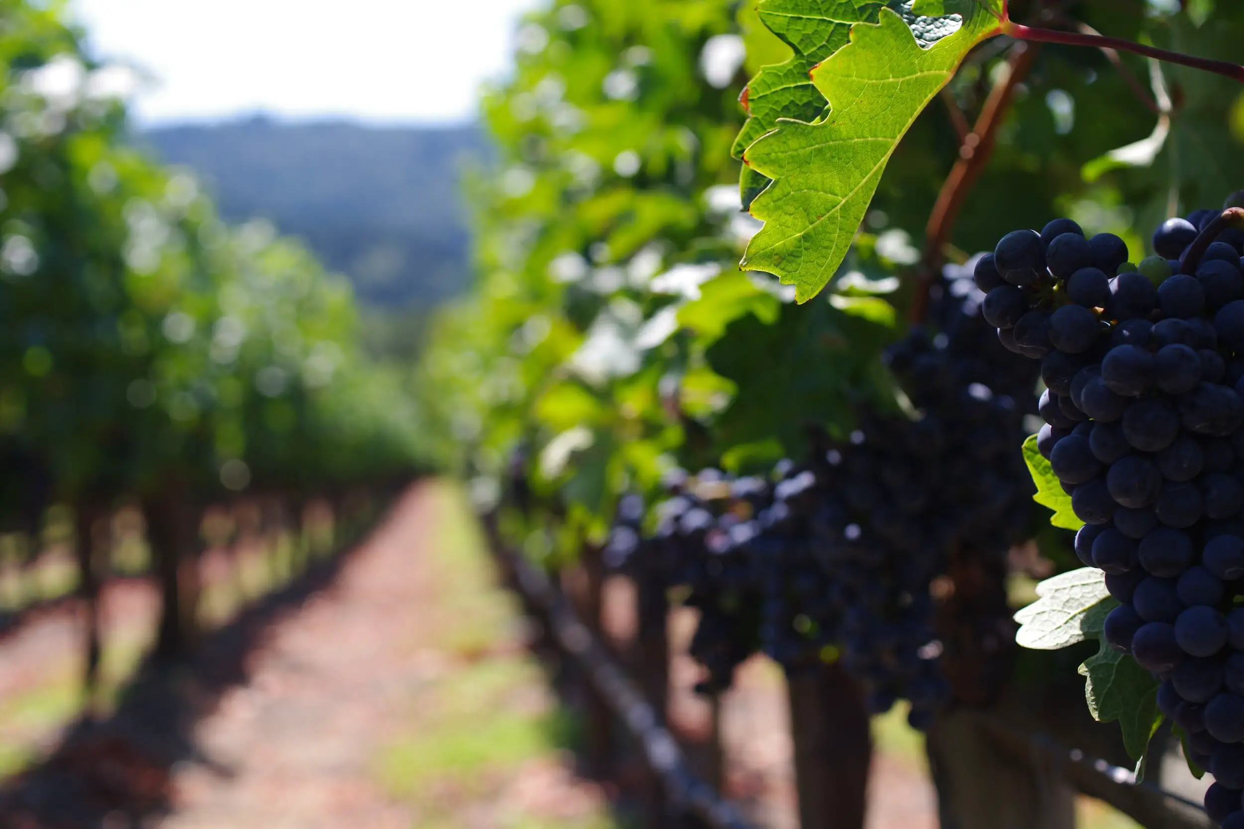Merlot from napa valley - wine grapes - merlot wine regions