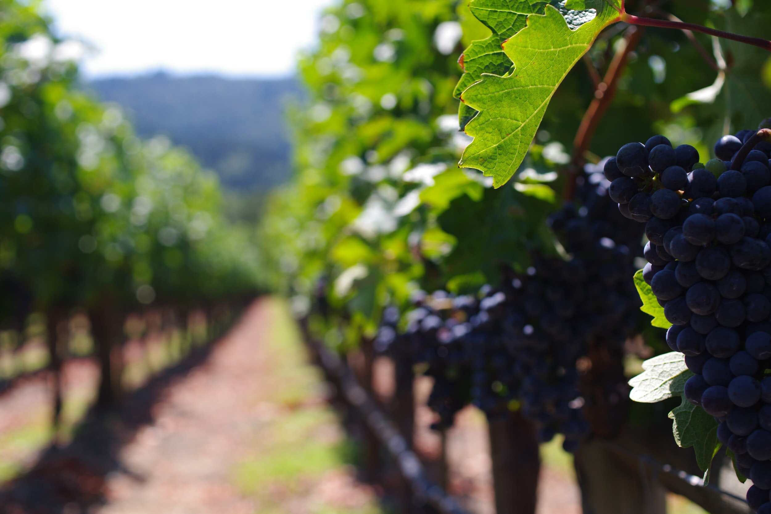 vineyard-how long to age merlot wine - aging merlot wine