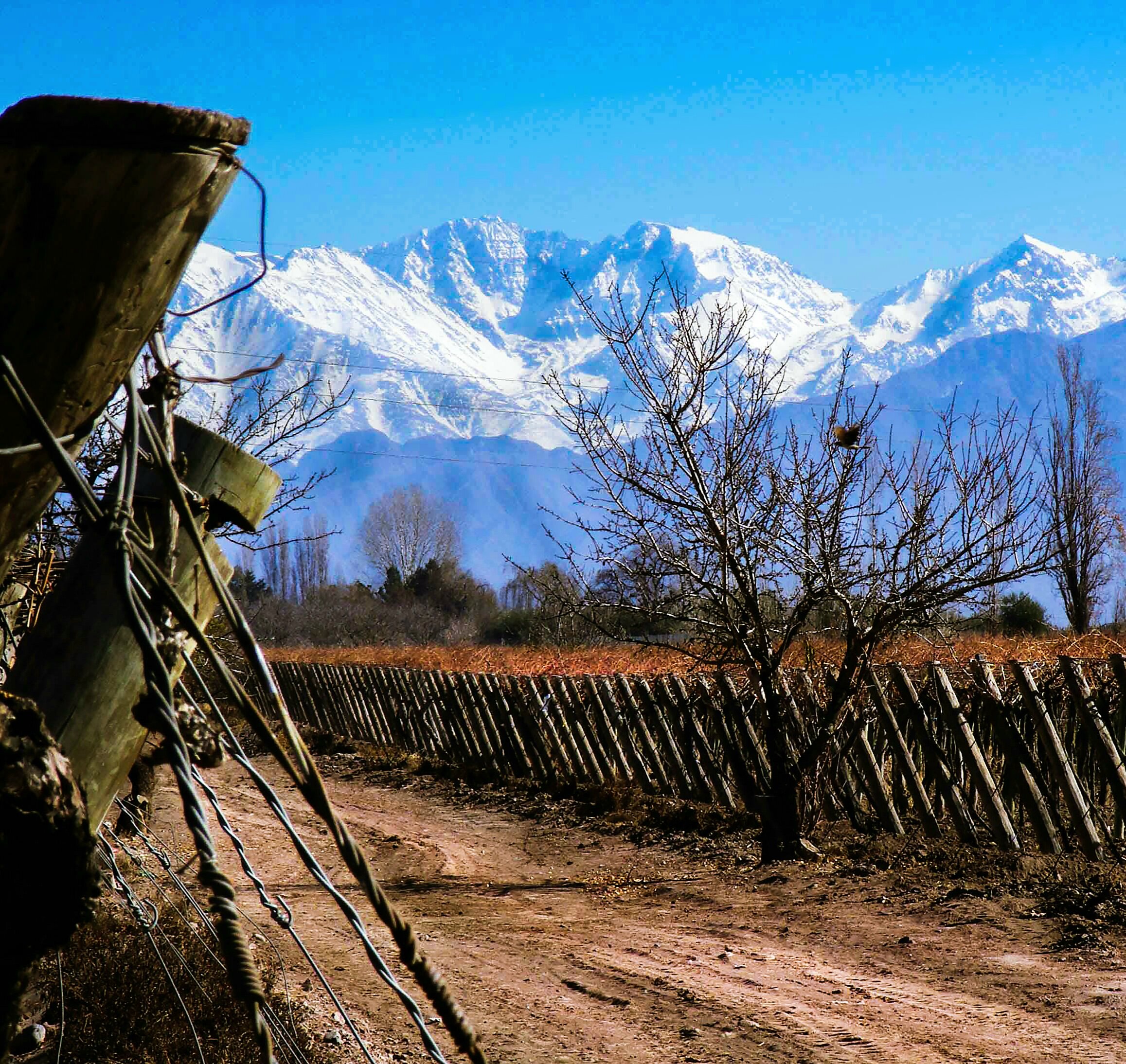 mendoza-andes-merlot-from-argentina - merlot wine regions