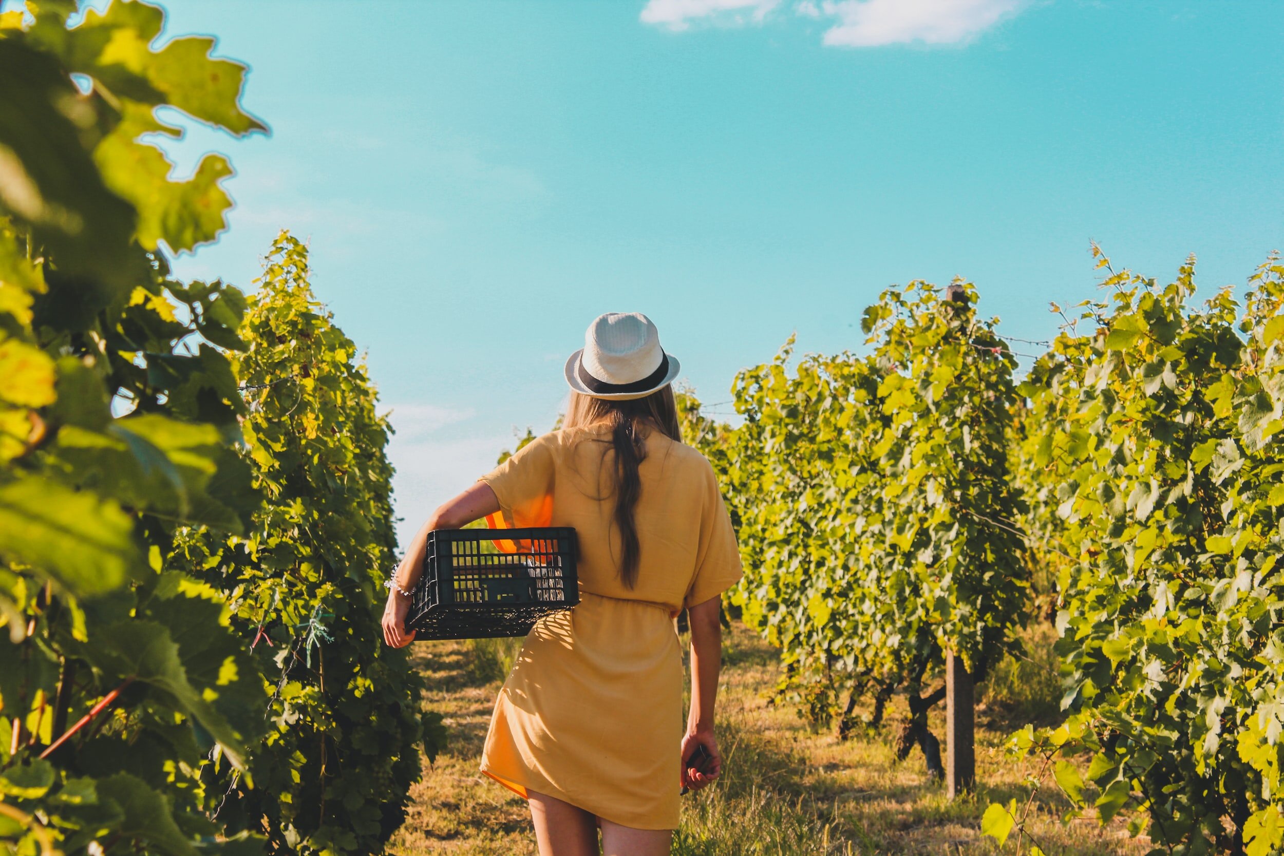 woman in vineyard - dress - vintage port wine