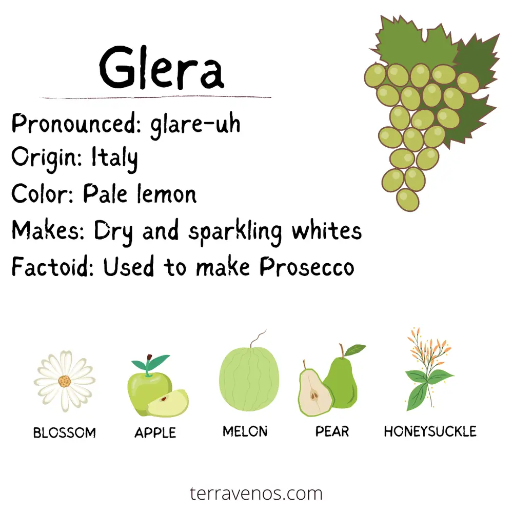 glera wine guide - glera wine grape profile infographic