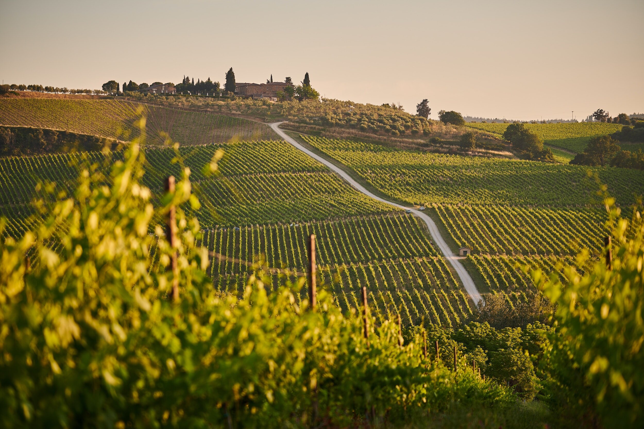 sangiovese vs chianti - tuscany vineyard landscape