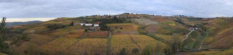 what's nebbiolo - alba vineyards