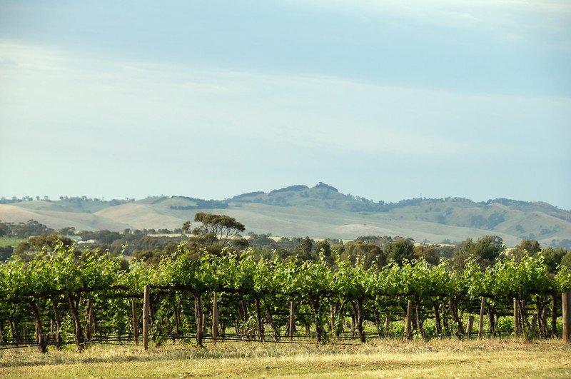 Barossa Valley Vineyard - barossa wine