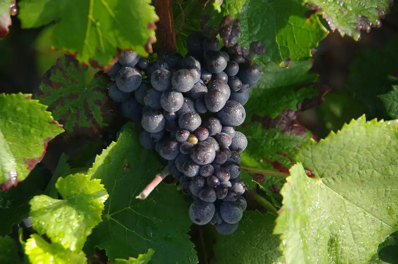 Pinot Munier Grapes on the Vine - champagne facts