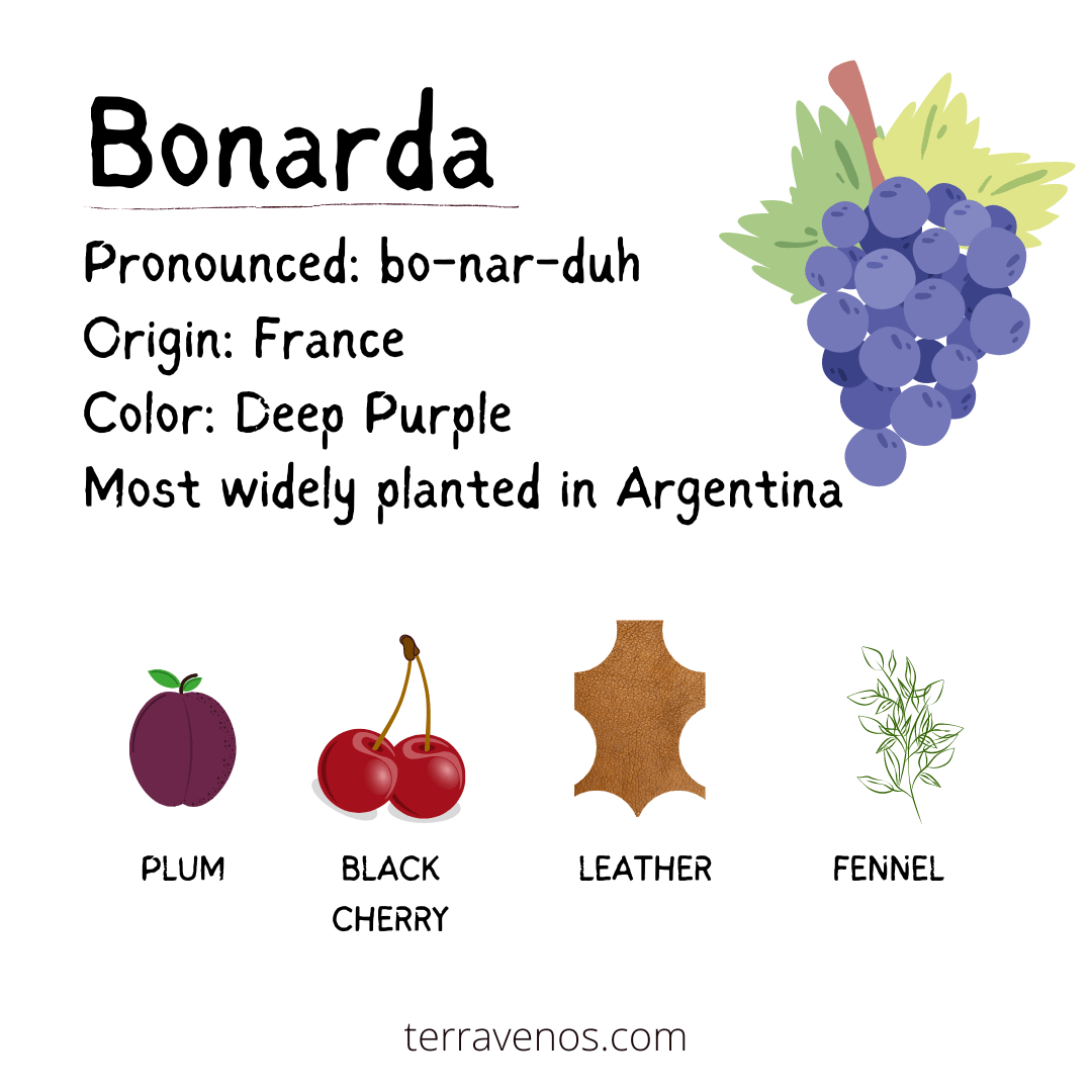 bonarda-wine-grape-profile-alternative-to-merlot-wine