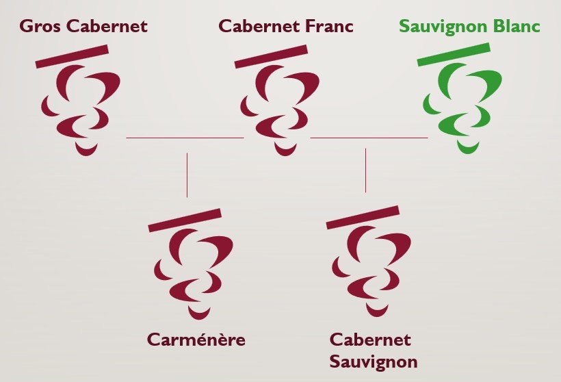 Carmenere wine grape parentage