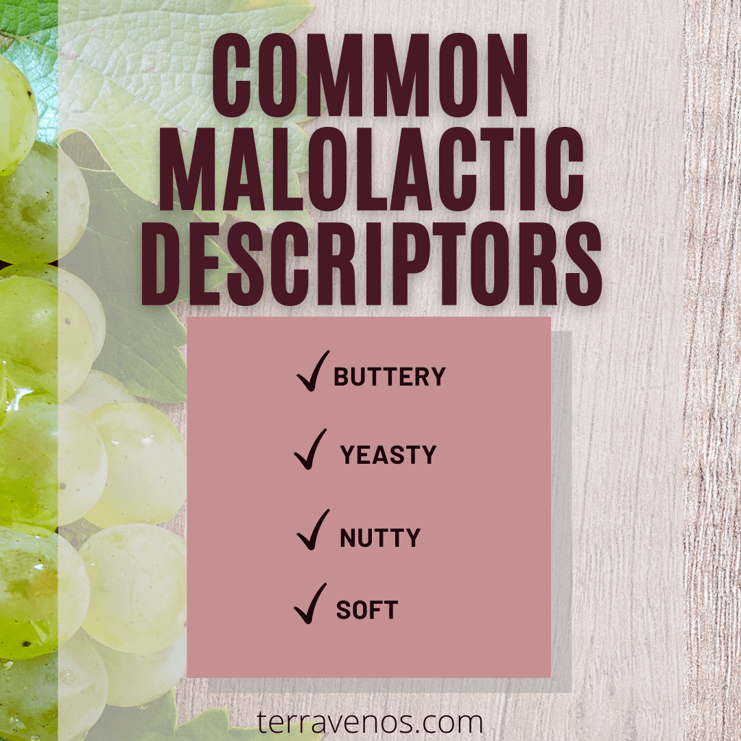 common malolactic descriptors in wine