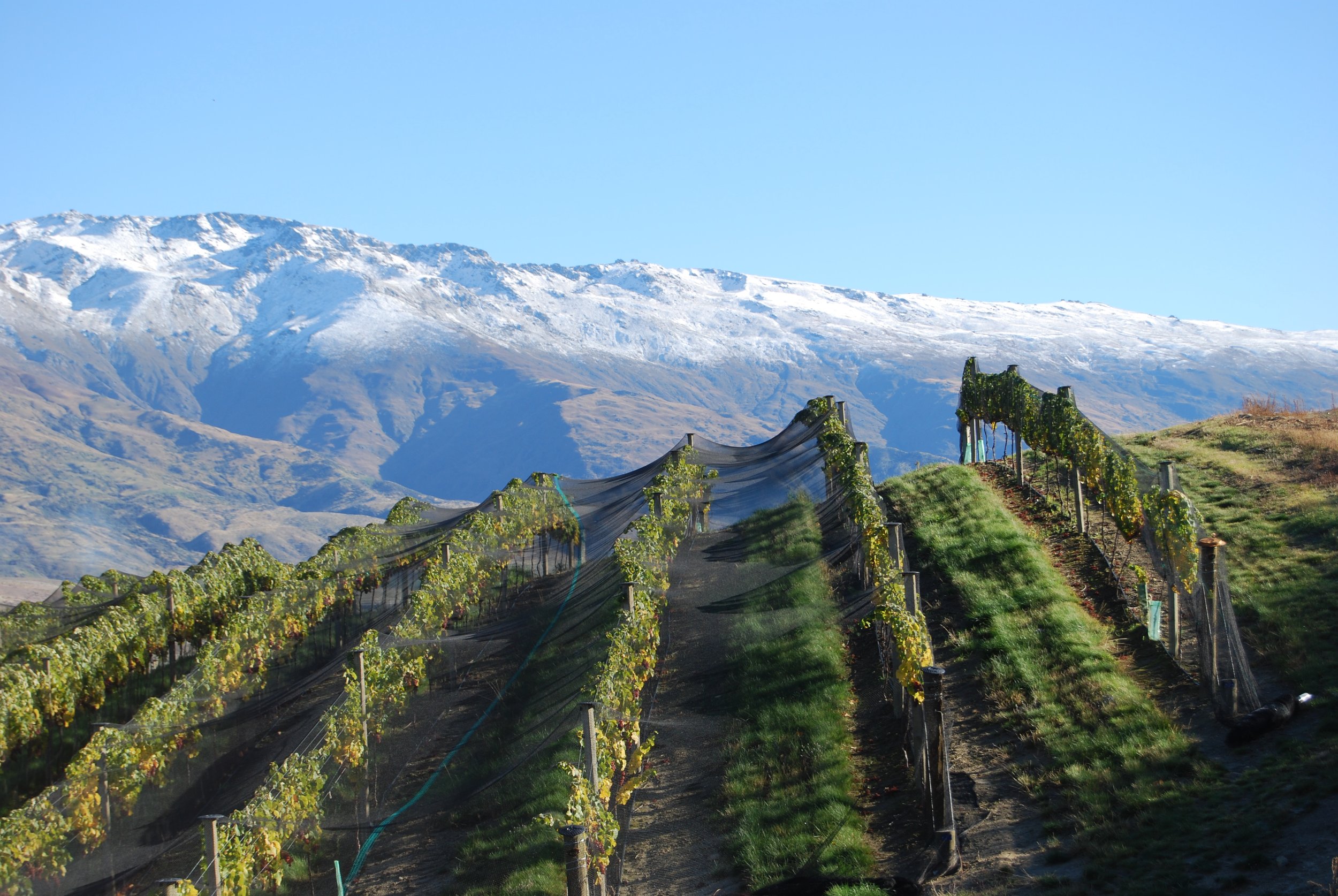 Vineyard and snowy mountains - why is new zealand sauvignon blanc so good