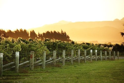 New Zealand vineyard - cabernet sauvignon vs chardonnay