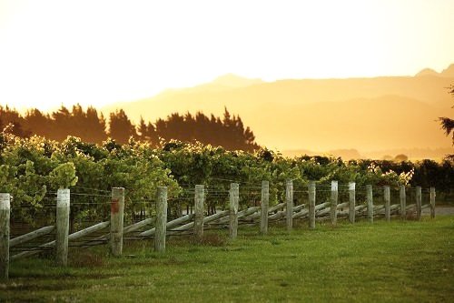 sauvignon blanc wine guide - vineyard