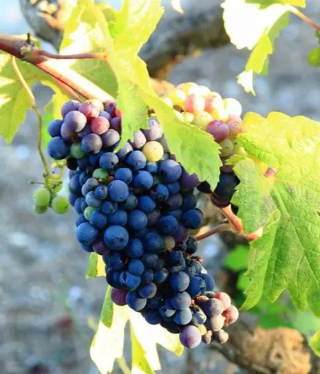 negroamaro wine grapes - daniele mercadenate
