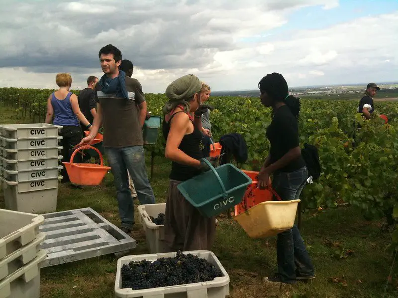 Champagne Harvest - champagne facts