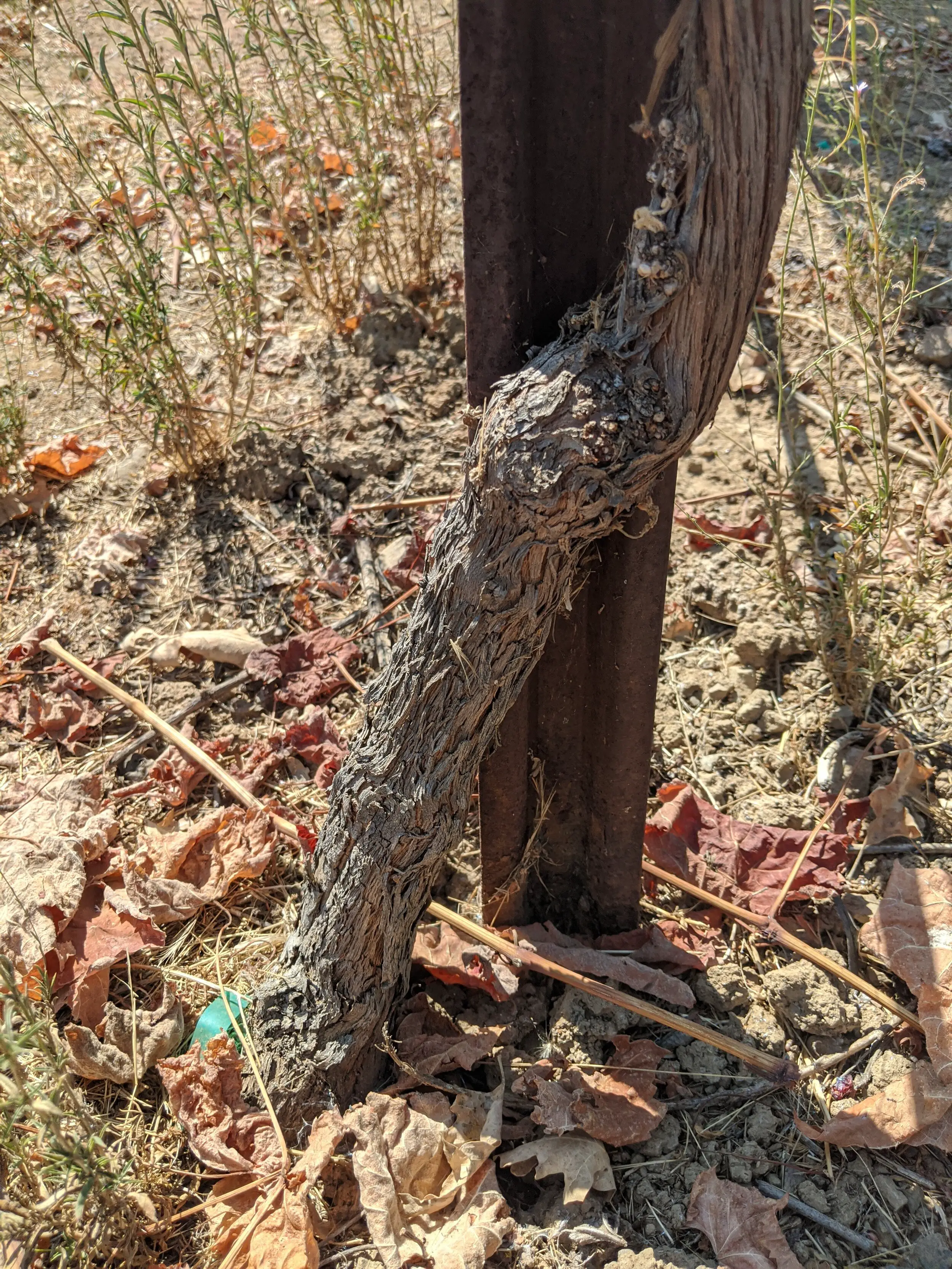 root grafting how do you prevent phylloxera in the vineyard