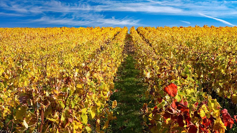 vineyard - wine grape rootstocks