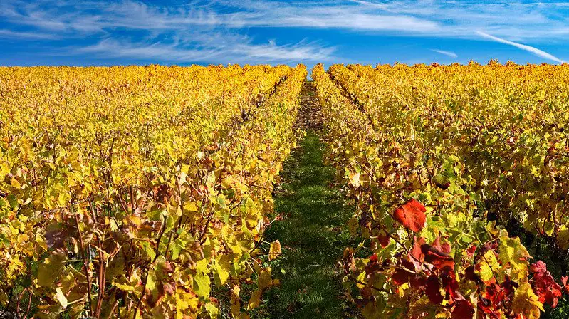 what makes a wine a bordeaux - vinearyd