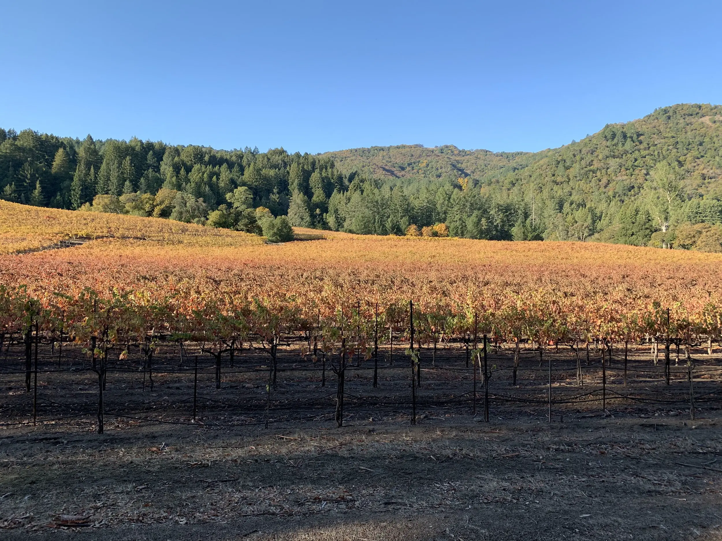 Wind currents move from the top of the hill in this vineyard down to the bottom. The red leaves on the vines at the bottom were exposed to colder temperatures than the vines with the yellow leaves higher up. Cold air got trapped as the topography fl…