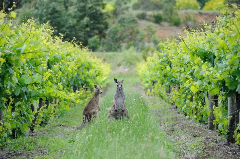 Shiraz wine guide - vineyard with kangaroos