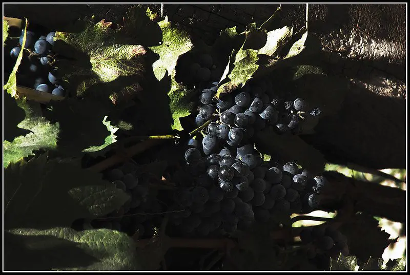 Malbec Grapes